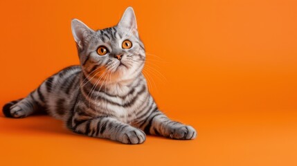 Obraz premium A focused tabby cat with captivating yellow eyes sits attentively against a bright orange background, exuding curiosity and alertness