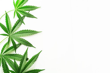 Cannabis leaves on white background, copyspace