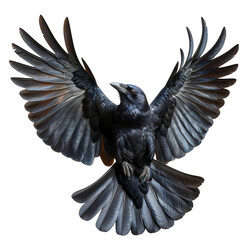 black eagle with wings