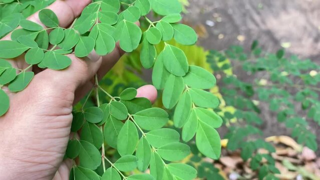 a man is harvesting Moringa leaves