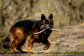 Dog German Shepherd 