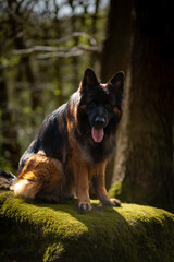 Dog German Shepherd 