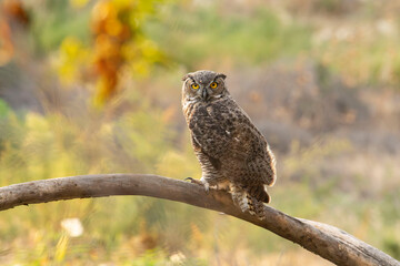 GREAT HORNED OWL ON BRANCH