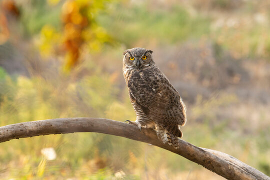 GREAT HORNED OWL ON BRANCH