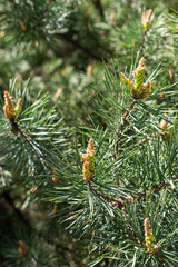 Young pine branches on a sunny day in the forest.