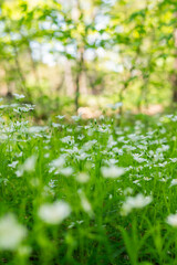 A blurry image of delicate small flowers against a forest background. Natural background in green tones.