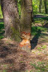 A tree damaged by beavers in the forest near the river on a summer day.