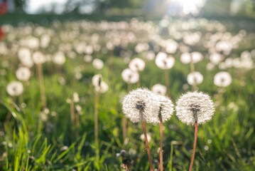 Blurred image of dandelions with seeds in a meadow at sunset. Natural background.