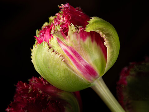 Pink tulip flower bud 