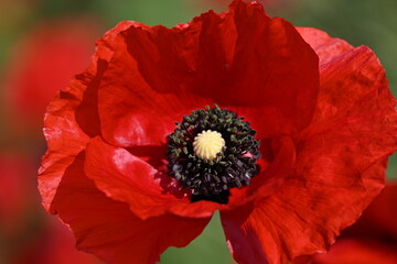 Beautiful red poppy. Close-up view.