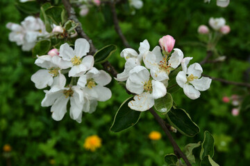 Blooming apple tree in the spring garden