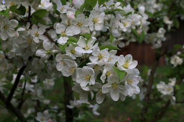 Blooming apple tree in the spring garden