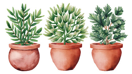 Watercolor illustration of flower in Terracotta Pots, houseplant vector home garden design colorful plant, isolated transparent background
