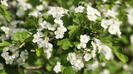 White Crataegus flowers close up in sunlight