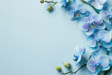 light blue orchid branch on blue background, summer spring concept of flowers beauty, card with...
