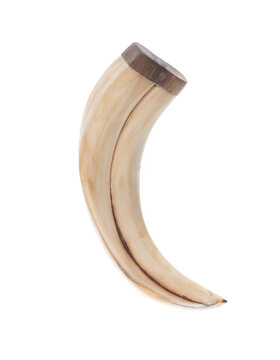 lion fang isolated on white background