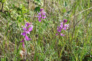 delicate lilac flowers of Polygala vulgare on a sunny day close-up