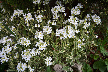 Beautiful blooming arabis in sunny April