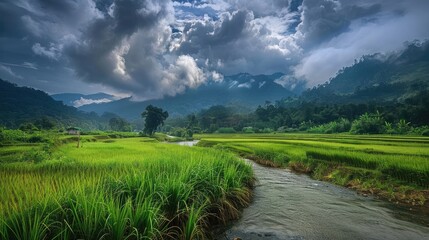 Malaysian countryside paddy field mountain river cloudy sky