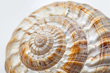 A shell with a spiral pattern is shown in a close up