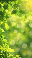 Obraz premium A leafy green tree with a bright sun shining through the leaves. The sun's rays create a beautiful, serene atmosphere