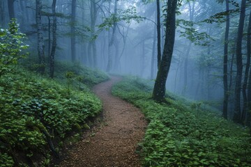 Obraz premium Footpath winding through misty woods, depicting the unclear yet hopeful path to personal goals, in ethereal morning mist, suitable for introspective content and nature retreats.