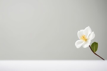 Elegant single white magnolia flower on soft Grey background