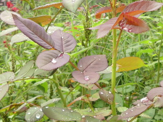 beautiful rose leaves foliage with raindrops 