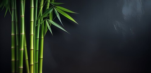 Green bamboo branches on dark background