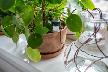 Self watering system. Drip irrigation system made of silicone tubing for indoor Pilea plant in case...