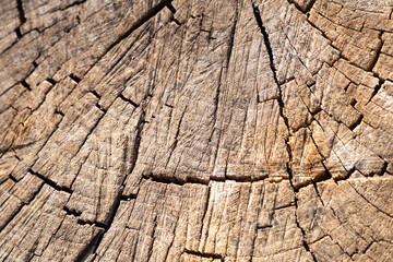 Wood texture, cut wood log
