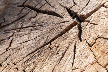 Wood texture, cut wood log