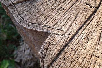 Wood texture, cut wood log
