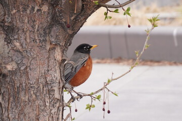 Fototapeta premium American Robin