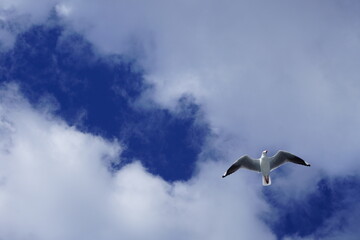 Single seagull flying overhead in clouds and blue sky over Sydney Harbor