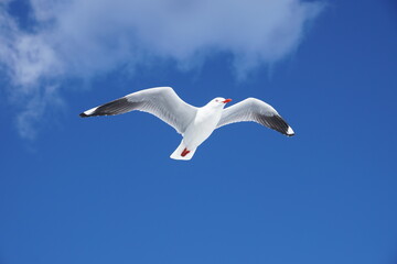 Crisp white seagull looks fake it is so perfect with black wingtips and red beak in blue sky with puff of cloud