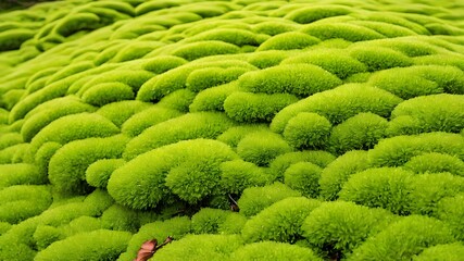 Dark green moss texture