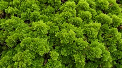 Naklejka premium Dark green moss texture
