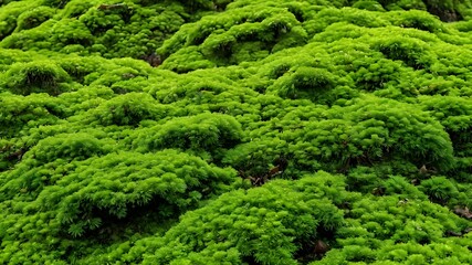 Dark green moss on the stone