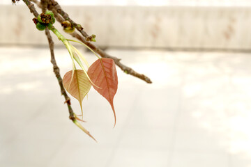 Young pink Bodhi leaves. Bodhi leaves on tree. Peepal Leaf from the Bodhi tree, Sacred Tree for...