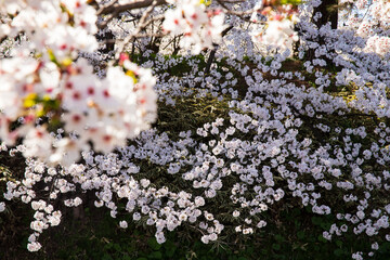 弘前城公園の満開の桜
