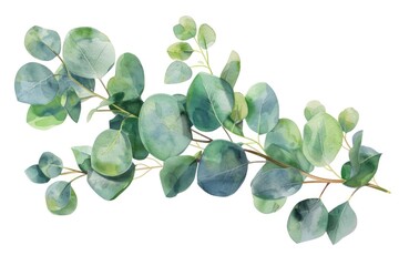 Obraz premium Beautiful watercolor painting of a eucalyptus branch. Perfect for nature-themed designs