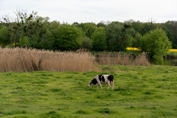 A cow grazing in a spring field of green grass