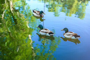 3 patos en estanque con reflejo verde en el agua