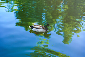 pato en estanque con reflejo verde en el agua