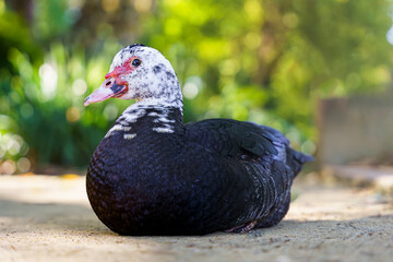 pato echado viendo a cámara