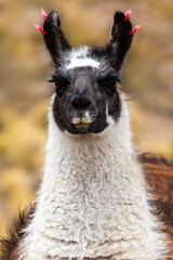 Portrait of a llama with a black face on a blurred background © Nataliya