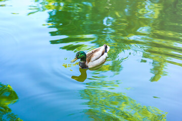 pato en estanque con reflejo verde en el agua