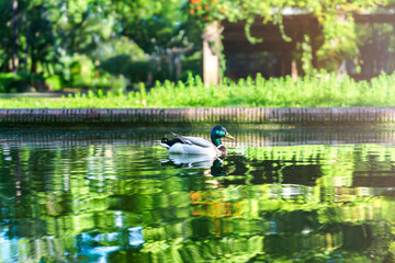 pato en estanque con reflejo verde en el agua