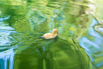 pato bebe en estanque con reflejo verde en el agua